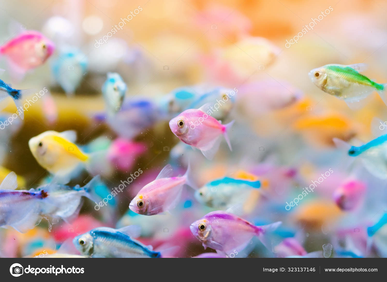 Colorful of small fish (Blue-banded Whiptail) or science name