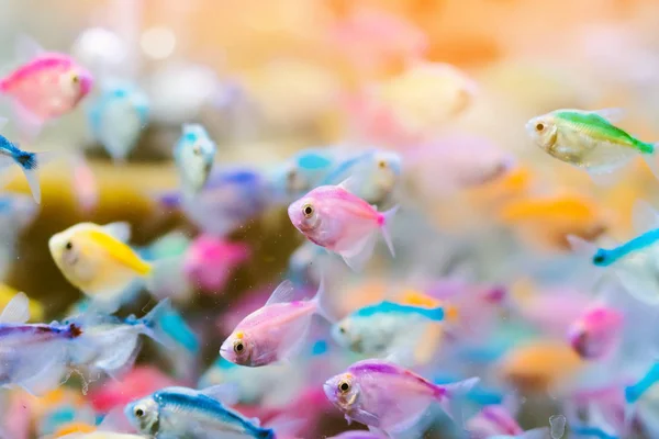 Bunte kleine Fische (blaugebänderter Peitschenschwanz) oder wissenschaftliche Namen (Pentapodus setosus) schwimmen in einem Fischbecken zum Verkauf, um ein niedliches Haustier zu sein. Selektiver Fokus. — Stockfoto