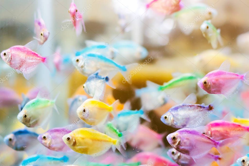 Colorato di piccoli pesci (coda di frusta a fascia blu) o nome scientifico  (Pentapodus setosus) nuotare in un acquario per la vendita di essere un  simpatico animale domestico. Focus selettivo . 