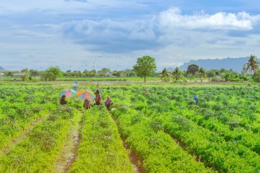 Bir grup çiftçi, güneşli bir günde güneşi gölgelemek için büyük bir şemsiye kullanarak çiftlikte yetişen sebzeleri hasat etmeye yardım ediyor.