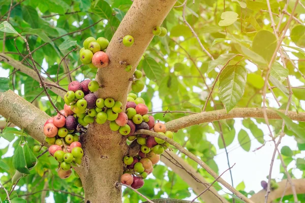 Fig. comum (Ficus carica) frutas verdes e vermelhas na árvore ficus subpisocarpa ao ar livre. Frutas em ficus subpisocarpa também conhecido como figo é um dos principais alimentos de animais selvagens . — Fotografia de Stock