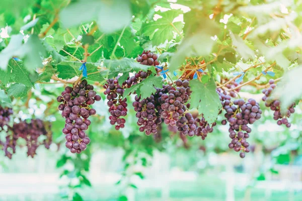Racimos de uvas púrpuras colgando de la vid con hojas verdes en el jardín orgánico . — Foto de Stock