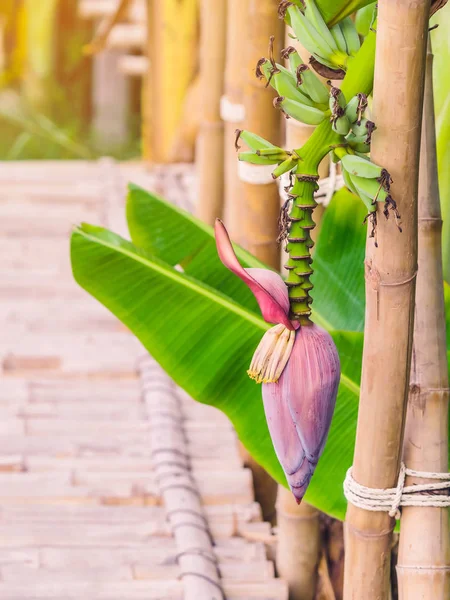 O ramo de banana madura e bananas acima da passarela de bambu no jardim . — Fotografia de Stock