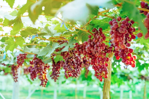 Racimos de uvas púrpuras colgando de la vid con hojas verdes en el jardín orgánico . — Foto de Stock