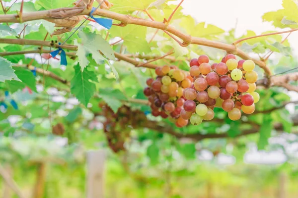 Racimos Uvas Jóvenes Colores Que Cuelgan Vid Con Hojas Verdes — Foto de Stock