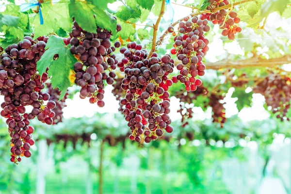 Racimos de uvas púrpuras colgando de la vid con hojas verdes en el jardín orgánico . — Foto de Stock