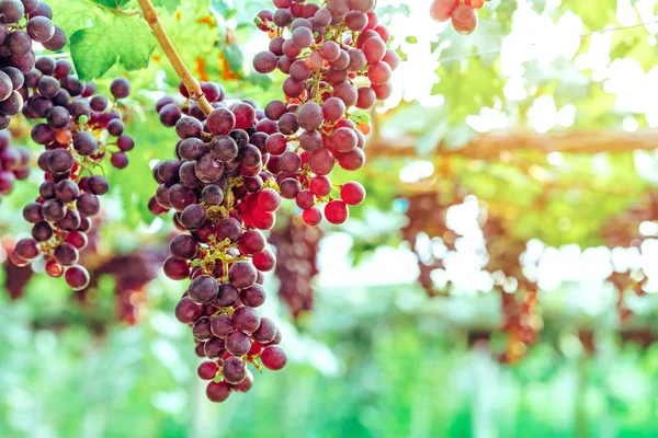 Racimos de uvas púrpuras colgando de la vid con hojas verdes en el jardín orgánico . — Foto de Stock