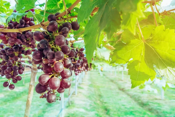 Racimos de uvas púrpuras colgando de la vid con hojas verdes en el jardín orgánico . — Foto de Stock