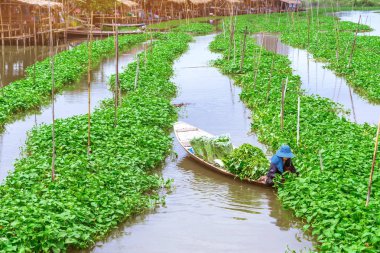 Suhan Buri, Tayland 'daki Sa Pan Khong yüzer pazarının yanında sabah zaferini elde etmek için nehirde kürek çeken dişi çiftçi. Sabah zaferi vücudun vitamin ve besin maddelerini içeren tropikal bir yemektir..