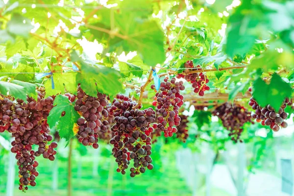 Racimos de uvas púrpuras colgando de la vid con hojas verdes en el jardín orgánico . — Foto de Stock