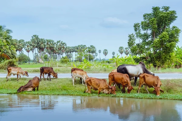 牛の群れが灌漑用水路近くの道路の脇で草を食べている. — ストック写真