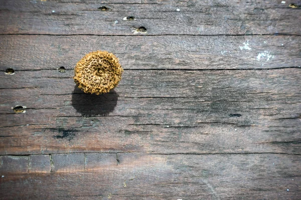 Small mushrooms are growing on wooden planks to make a table during hot and humid weather.