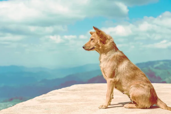 The brown dog on the highest point and the beautiful view landscape in morning at Elephant Hills  View Point are located in Thong Pha Phum Kanchanaburi, Thailand. Animal at the mountain. Nature background
