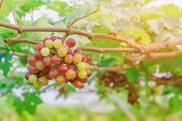 Racimos de uvas jóvenes de colores que cuelgan de la vid con hojas verdes en el jardín orgánico . — Foto de Stock