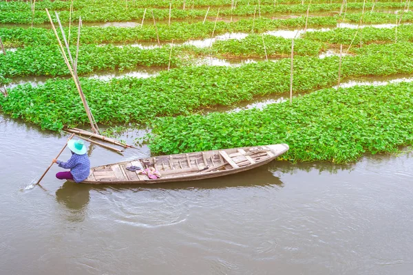 Mujer agricultora remo en el río para recoger la gloria de la mañana para la venta en el mercado. La gloria matutina es un alimento tropical que contiene vitaminas y nutrientes para el cuerpo . — Foto de Stock