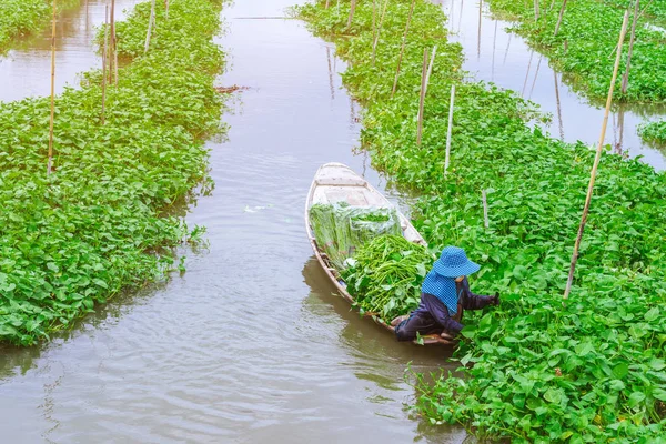 Mujer agricultora remo en el río para recoger la gloria de la mañana para la venta en el mercado. La gloria matutina es un alimento tropical que contiene vitaminas y nutrientes para el cuerpo . — Foto de Stock