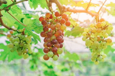 Sarmaşıkta asılı yeşil yapraklı, organik bahçeli bir demet genç üzüm..