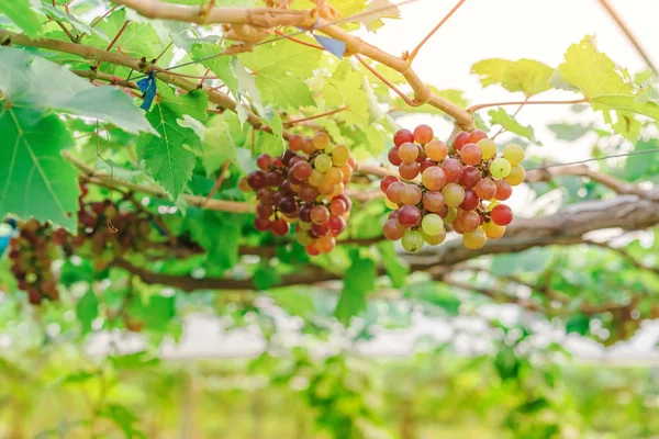 Racimos de uvas jóvenes de colores que cuelgan de la vid con hojas verdes en el jardín orgánico . — Foto de Stock