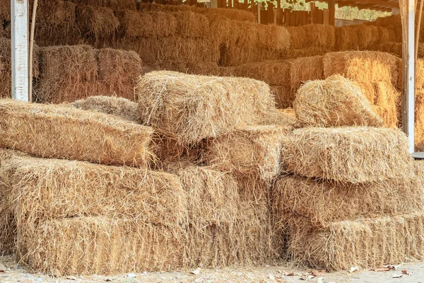 Montones apilados de paja seca recolectada para alimentación animal. Pila de fardos de heno embalados secos . — Foto de Stock