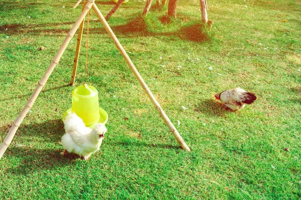 Many chickens rest happily on the chicken farm in the afternoon. Outdoors close up selective focus image. — Stock Photo, Image