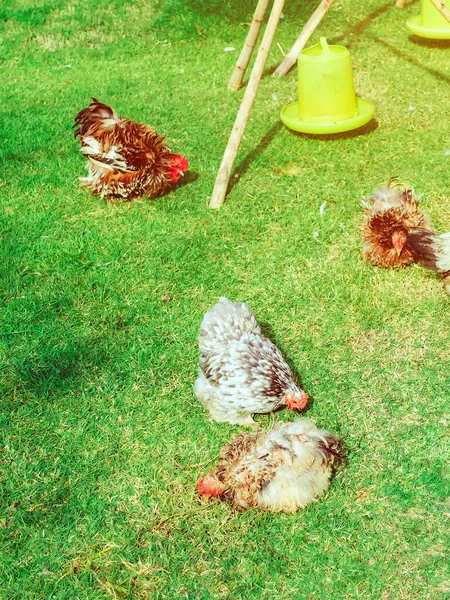 Muchos pollos descansan felices en la granja de pollos por la tarde. Al aire libre cerrar imagen de enfoque selectivo . — Foto de Stock