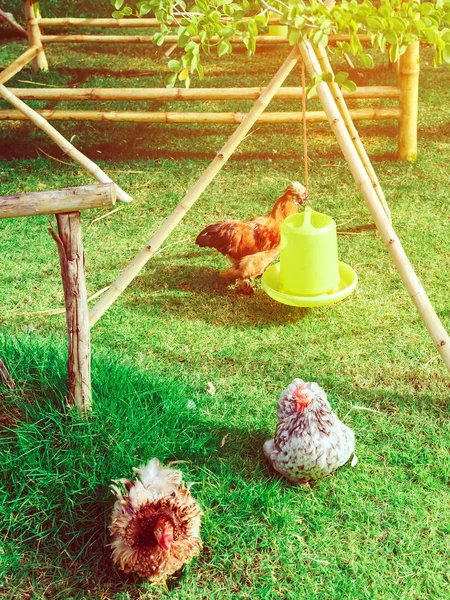 Wiele kurczaków po południu odpoczywa szczęśliwie na farmie kurczaków. Na zewnątrz zamknij selektywny obraz ostrości. — Zdjęcie stockowe