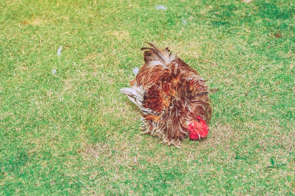 Egy csirke pihen boldogan a csirkefarmon délután. Kültéri bezárása szelektív fókusz kép. — Stock Fotó