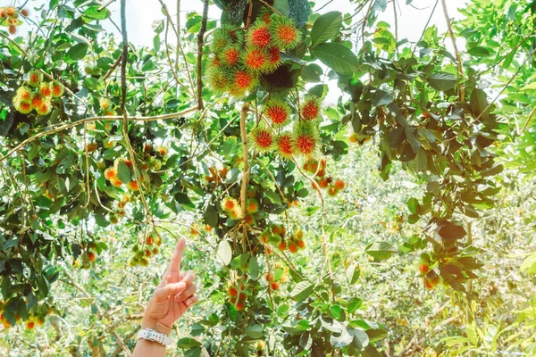 Mãos Mulher Agricultor Verificar Qualidade Rambutuns Uma Fazenda Foco Seletivo — Fotografia de Stock