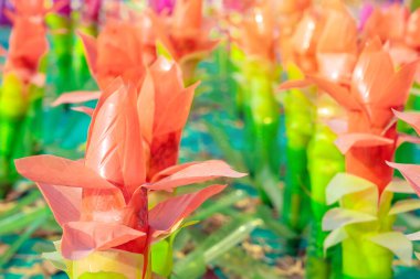 Plastik şişelerden yapılmış renkli plastik çiçekler bahçedeki çiçek süsü olarak kullanılıyor. Plastik şişe geri dönüştürüldü.