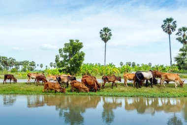 İnek sürüleri yol kenarında sulama kanalının yanında ot yiyorlar..