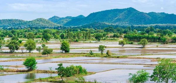 Landschaft Überfluteter Reisfelder Agronomische Anbaumethoden Für Reis Mit Wasser Dem — Stockfoto