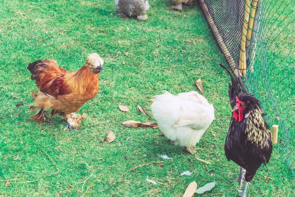 Muchos Pollos Descansan Felices Granja Pollos Por Tarde Aire Libre —  Fotos de Stock