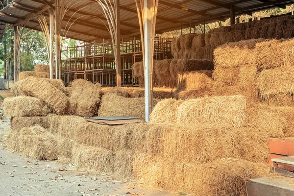 Empilés Paille Sèche Collectés Pour Alimentation Des Animaux Balles Foin — Photo