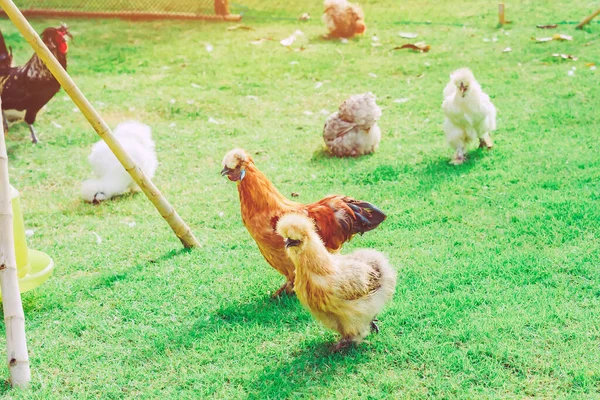 Many Chickens Rest Happily Chicken Farm Afternoon Outdoors Close Selective — Stock Photo, Image