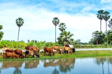 İnek sürüleri yol kenarında sulama kanalının yanında ot yiyorlar..