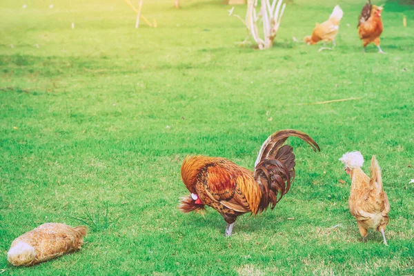 Many Chickens Rest Happily Chicken Farm Afternoon Outdoors Close Selective — Stock Photo, Image