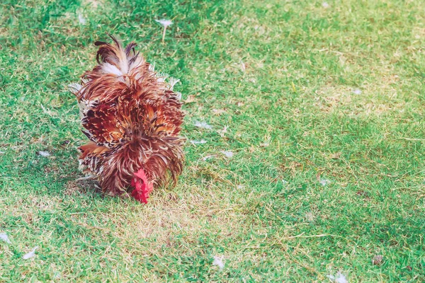 Kurczak Odpoczywa Szczęśliwie Południu Farmie Kurczaków Zewnątrz Zamknij Selektywny Obraz — Zdjęcie stockowe