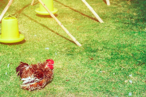 Chicken Rest Happily Chicken Farm Afternoon Outdoors Close Selective Focus — Stock Photo, Image
