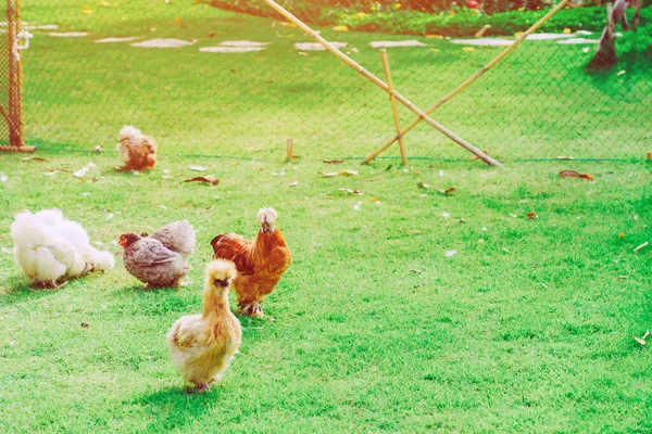 Muchos Pollos Descansan Felices Granja Pollos Por Tarde Aire Libre — Foto de Stock