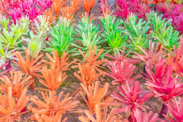Gerecycleerde Kleurrijke Plastic Bloemen Gemaakt Van Plastic Flessen Versieren Als — Stockfoto