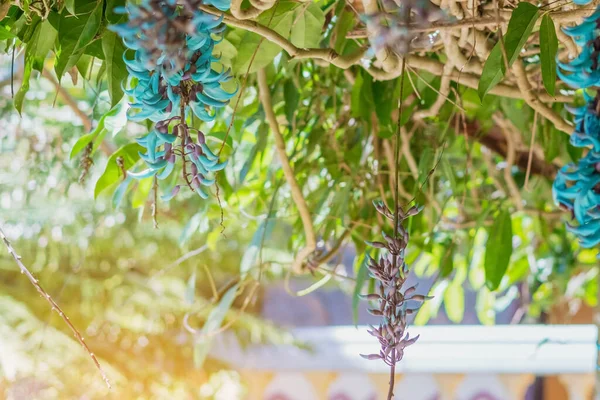 Vacker Blå Lila Tigerklo Blommor Dalat Vietnam — Stockfoto