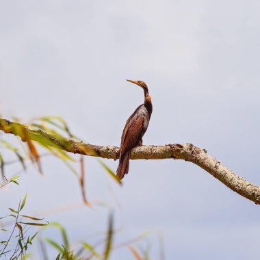 Ağaç dalında Karabatak