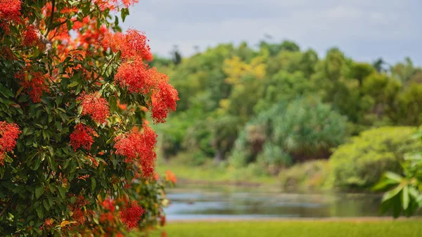 En röd blommande flamma träd — Stockfoto