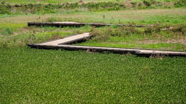 Ot Yoğunlaştırılmış Göl 'ün Üzerinde Tahta Yol