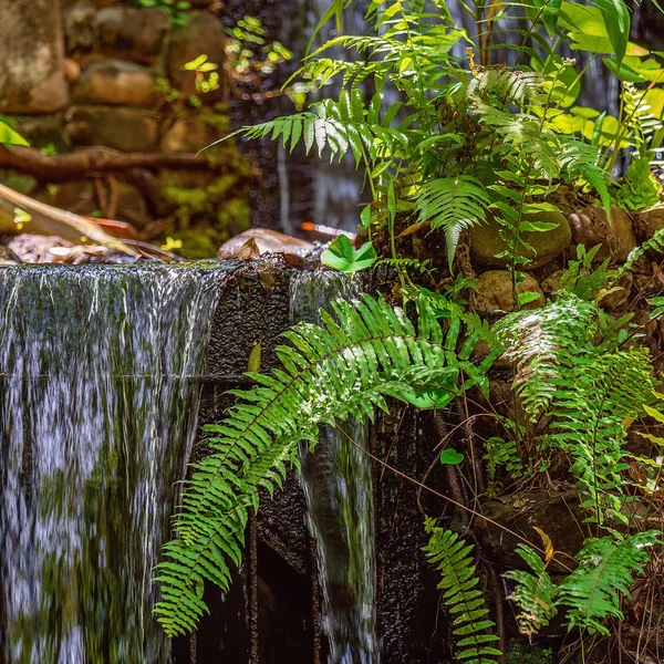 Exuberantes helechos verdes frente a una cascada artificial — Foto de Stock