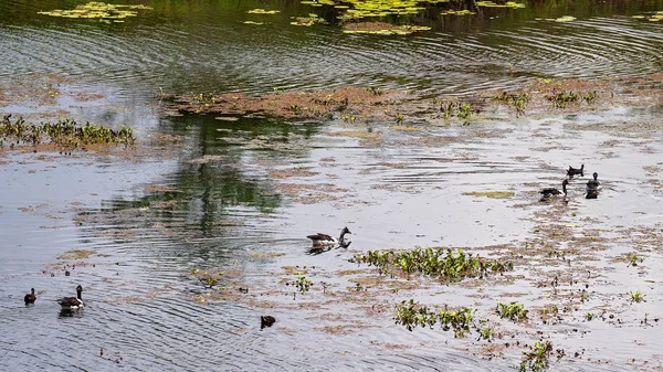 Enten schwimmen ruhig auf einem Teich — Stockfoto