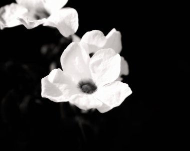 Çiçeklerin Siyah ve Beyaz Kapanışı