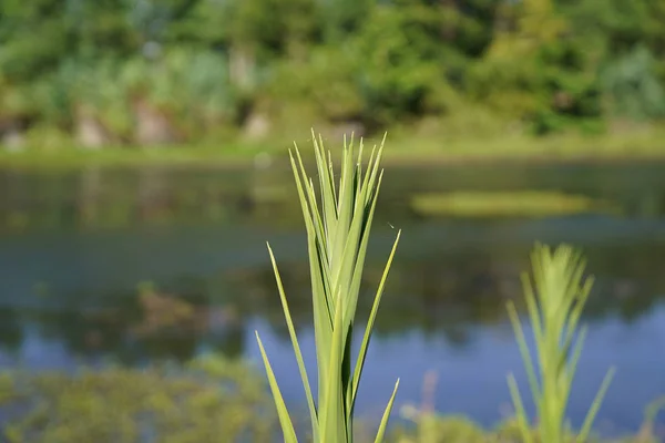 Κοντινό πλάνο μιας λίμνης Palm Frond — Φωτογραφία Αρχείου