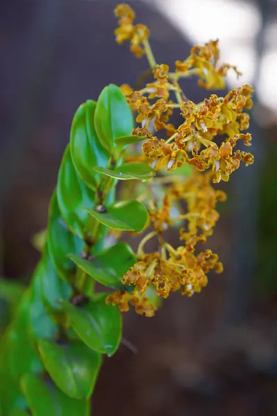 Mjukt fångad bild av en orange orkidé — Stockfoto