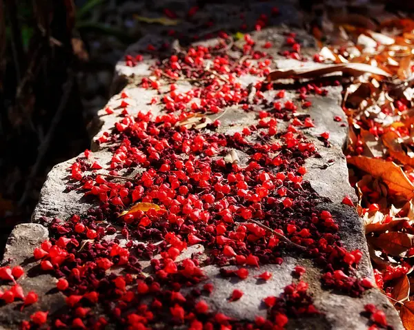 Düşen Kırmızı Çiçekler Taş Duvarda — Stok fotoğraf